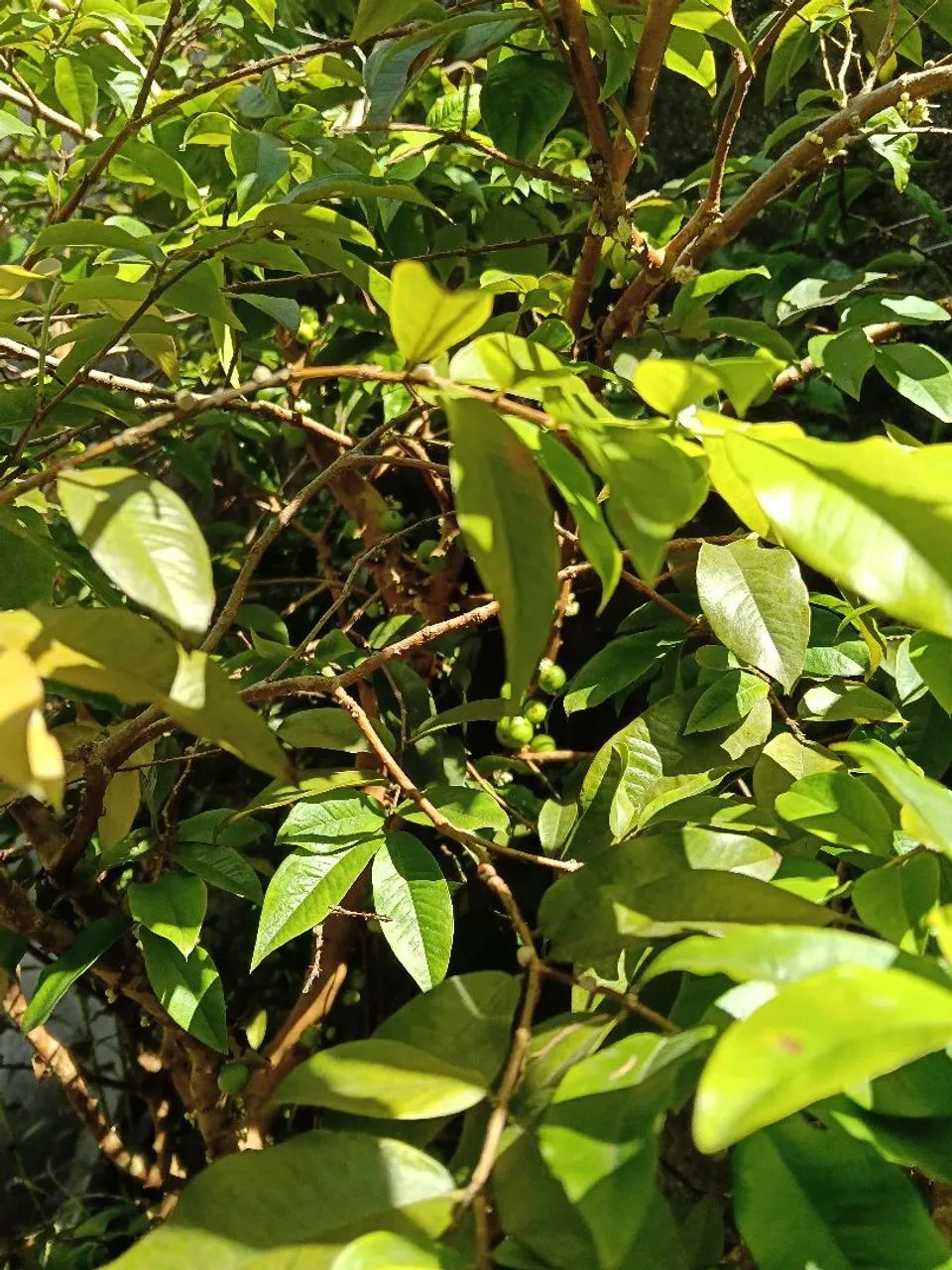 Pé de Jabuticaba  - Foto 2