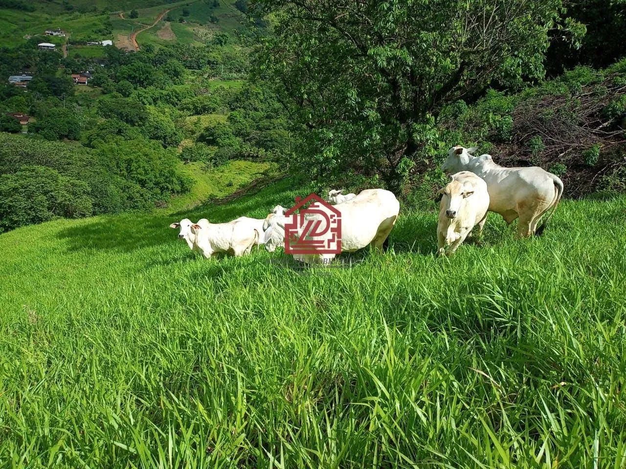 Sítio à Venda em Serra da Cruz, Macaé: 5 Quartos, 340m² - Foto 5