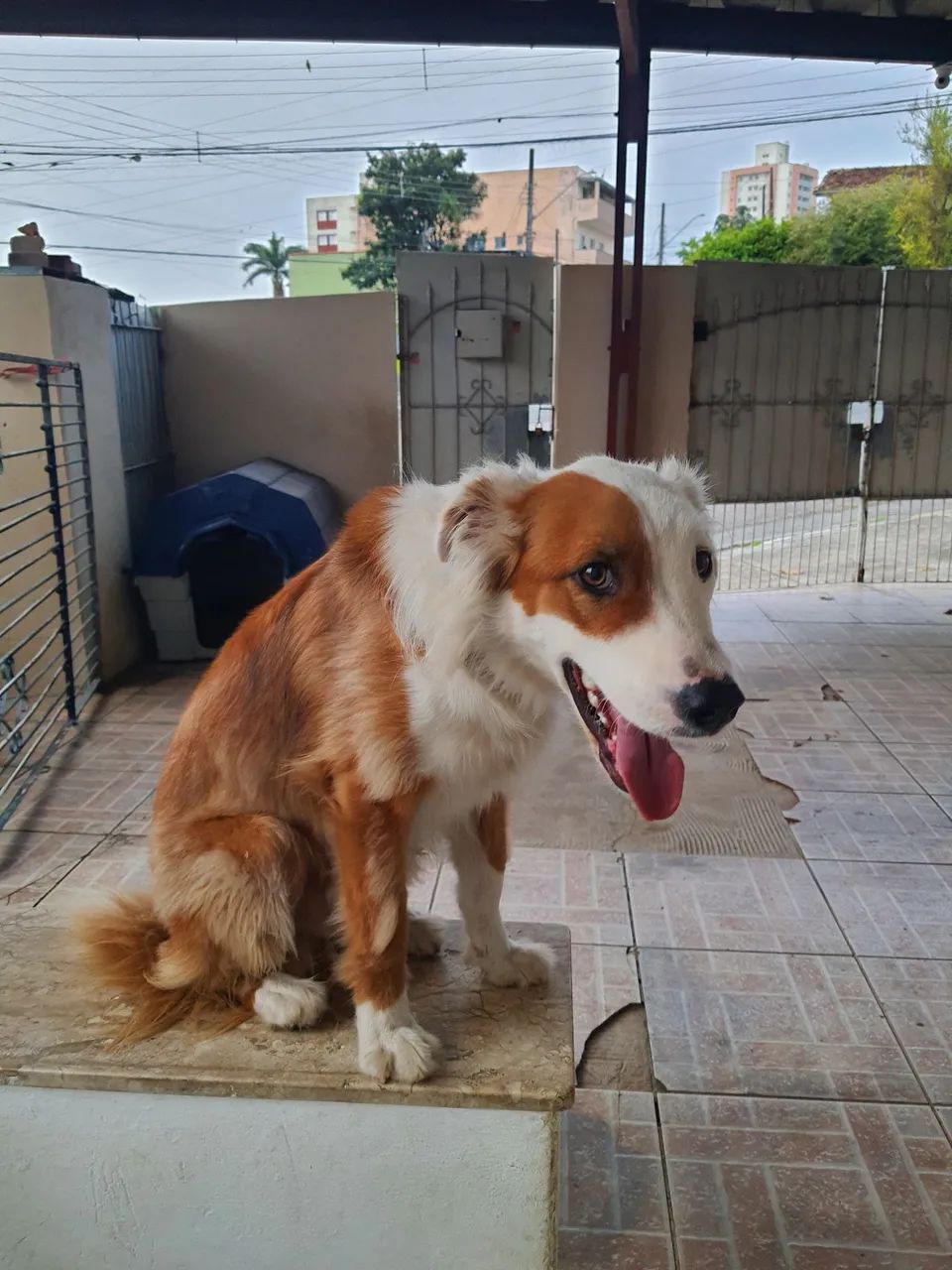 Doa-se Border Collie - Foto 3