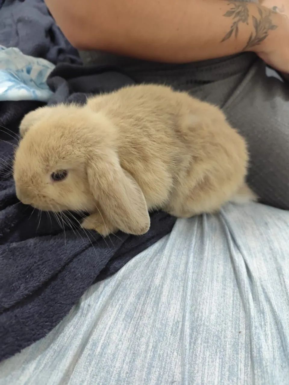 Coelho mini loop - Foto 3