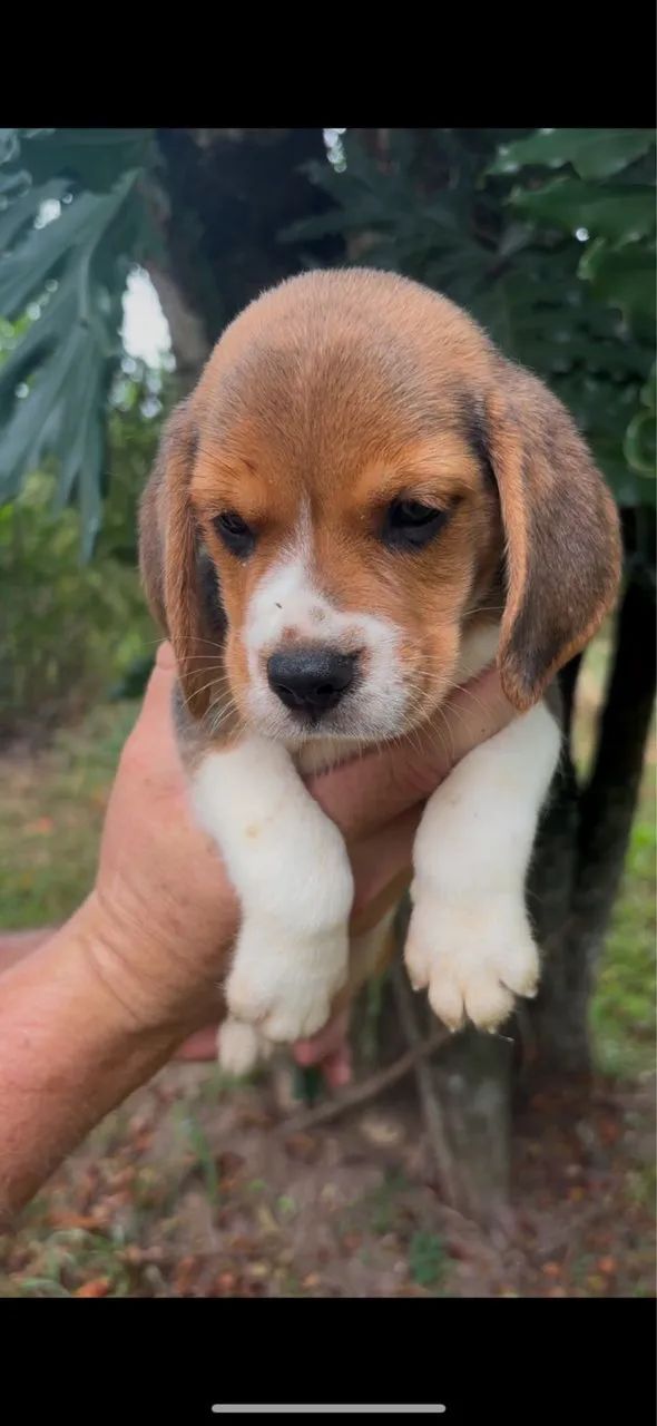 Beagles disponível 