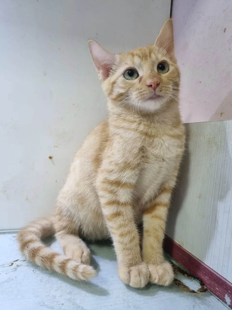 Gatinhos para adoção