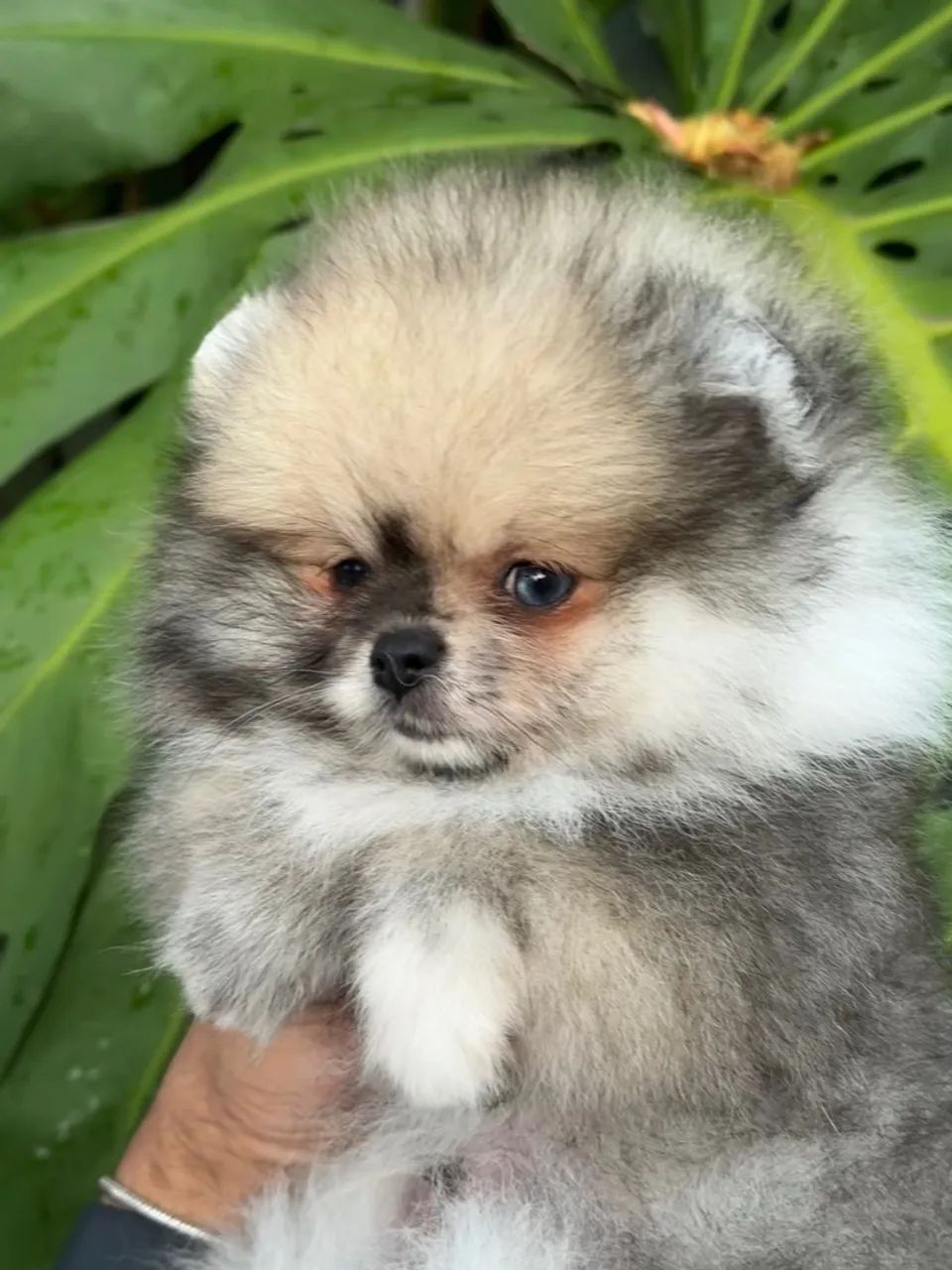 Spitz Alemão  - Foto 2