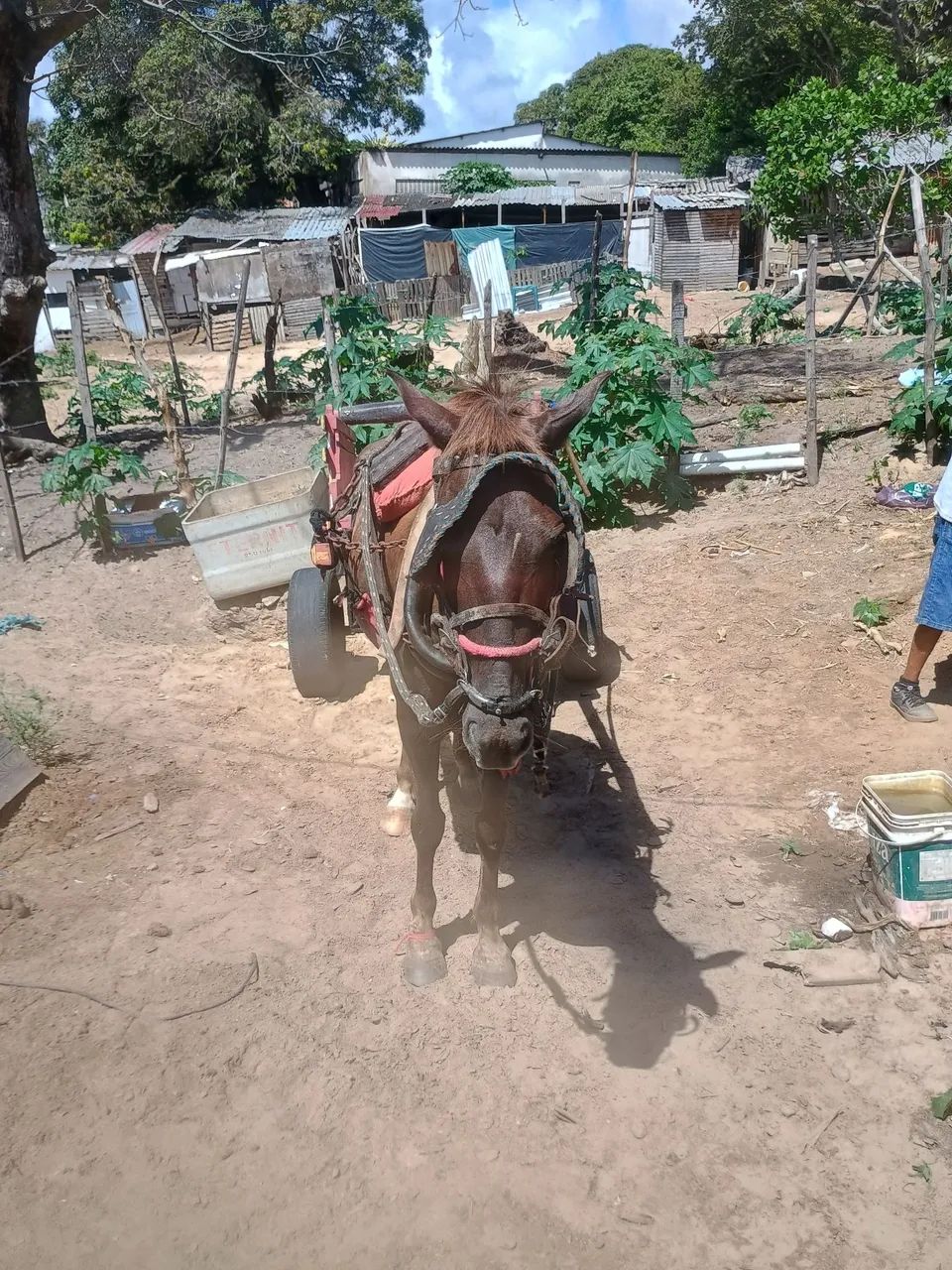 Vendo égua e carroça  - Foto 5
