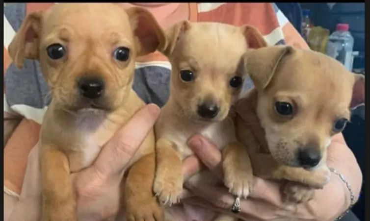 lindos filhotes disponiveis 