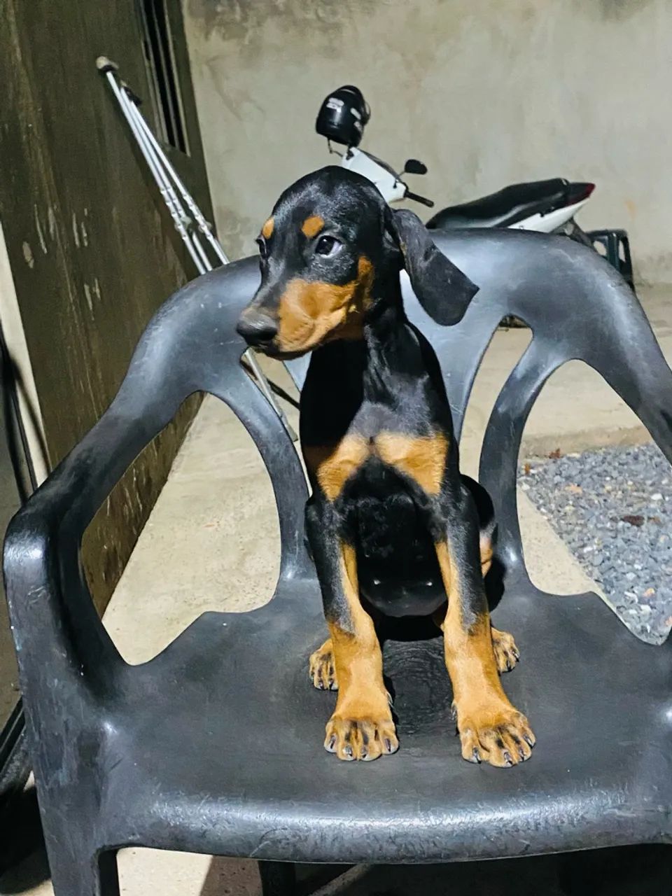 Doberman disponível  - Foto 2