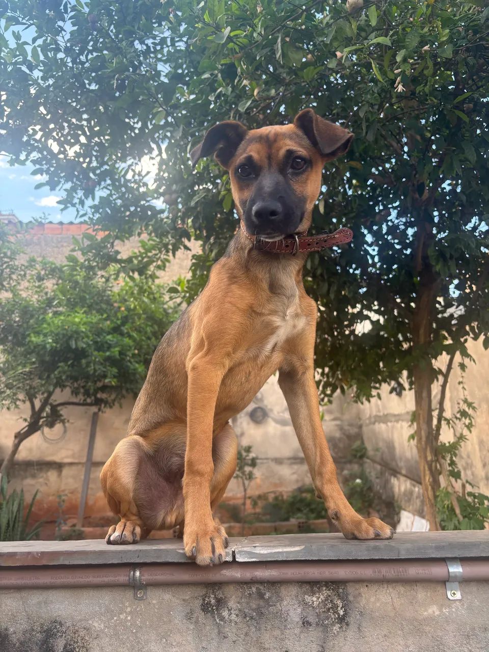 Doação de cachorro  - Foto 2