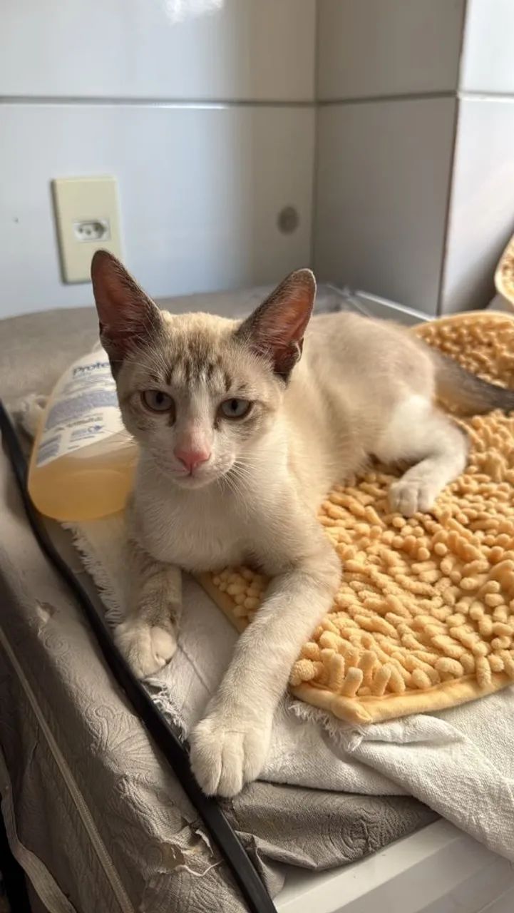 Gato
