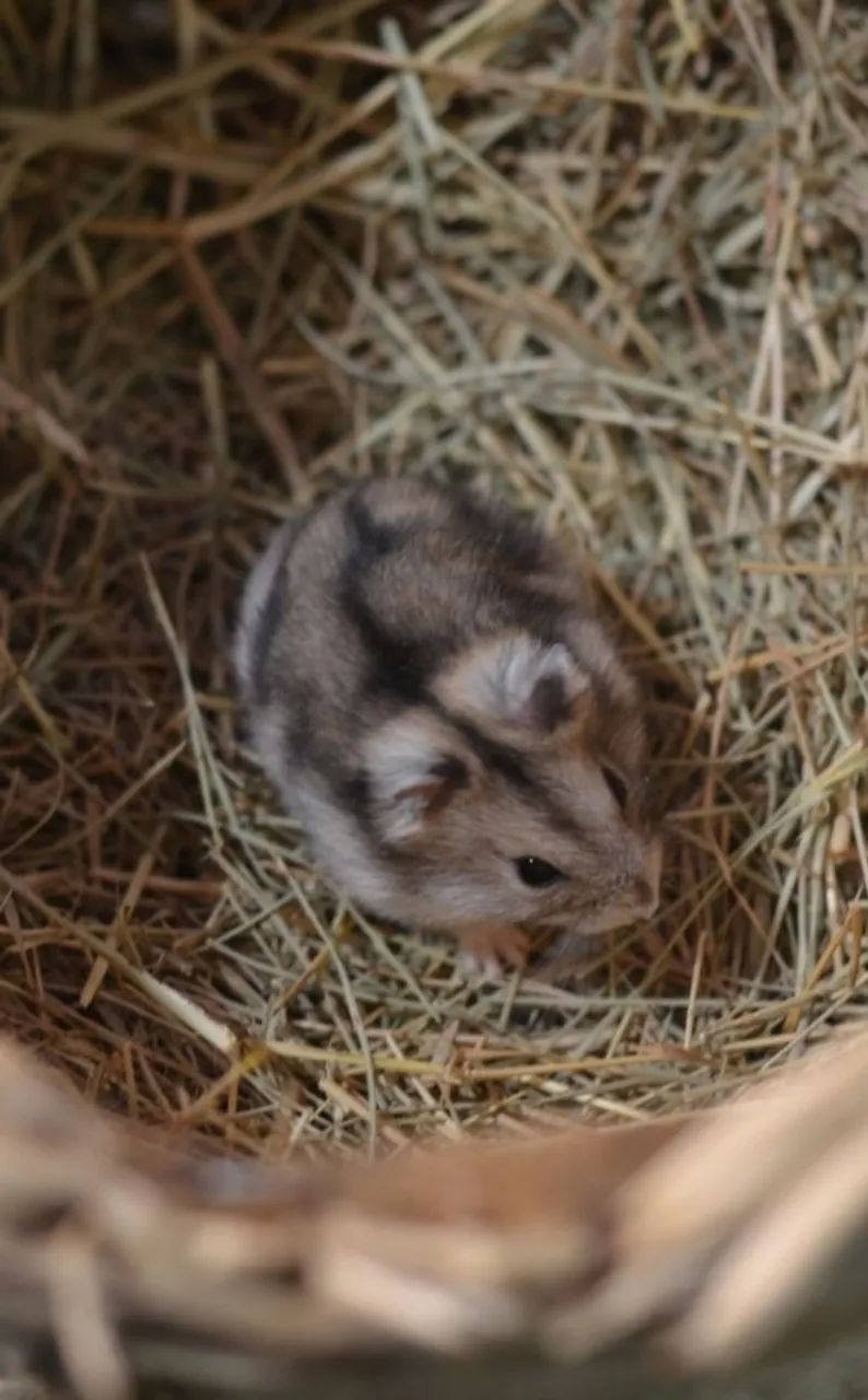 Hamster sírio e anão russo Twister coelhos calopsita porquinho filhotes e adultos  - Foto 3