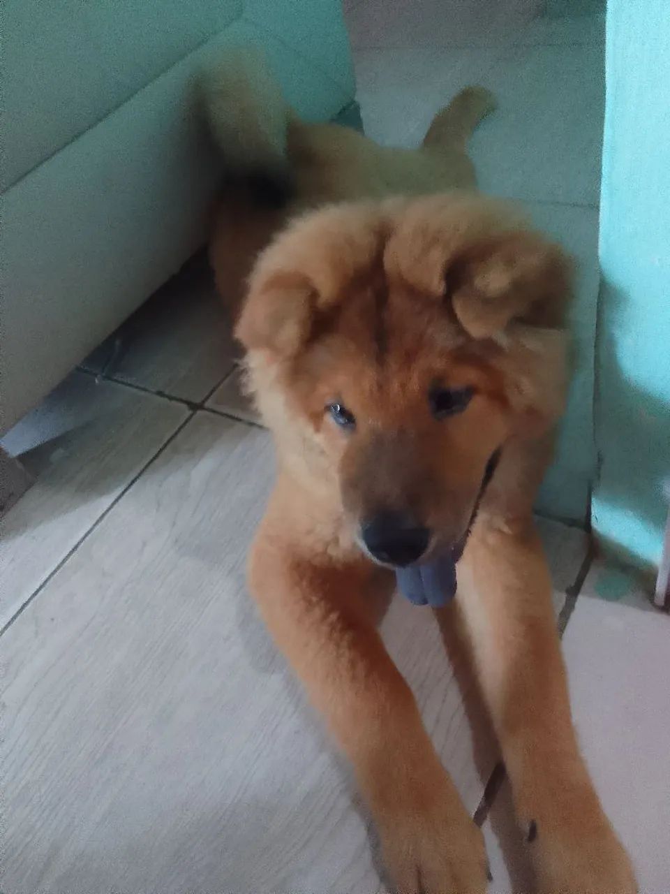 Cachorro 3 meses