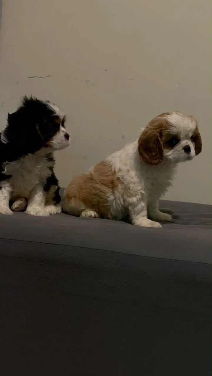 Cavalier filhotes a pronta entrega  - Foto 3