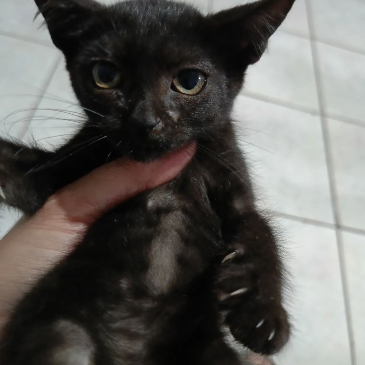 Doa-se filhote de gato