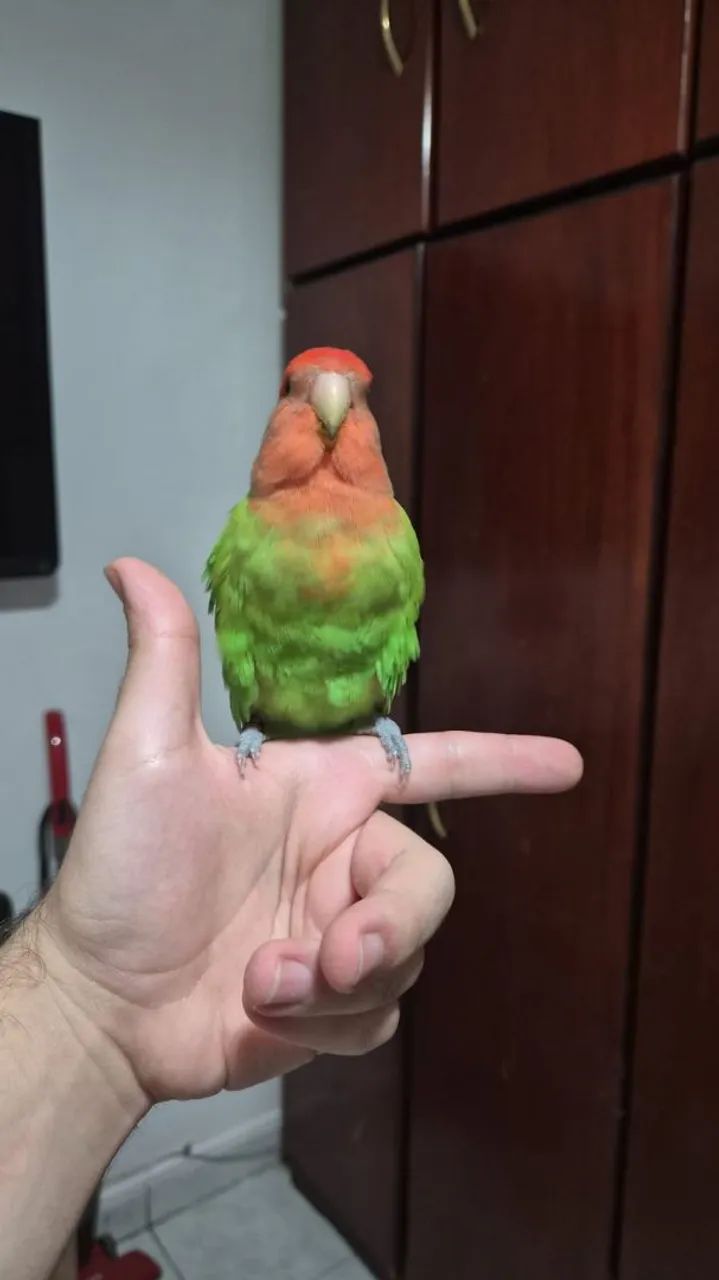 Adoção Responsável