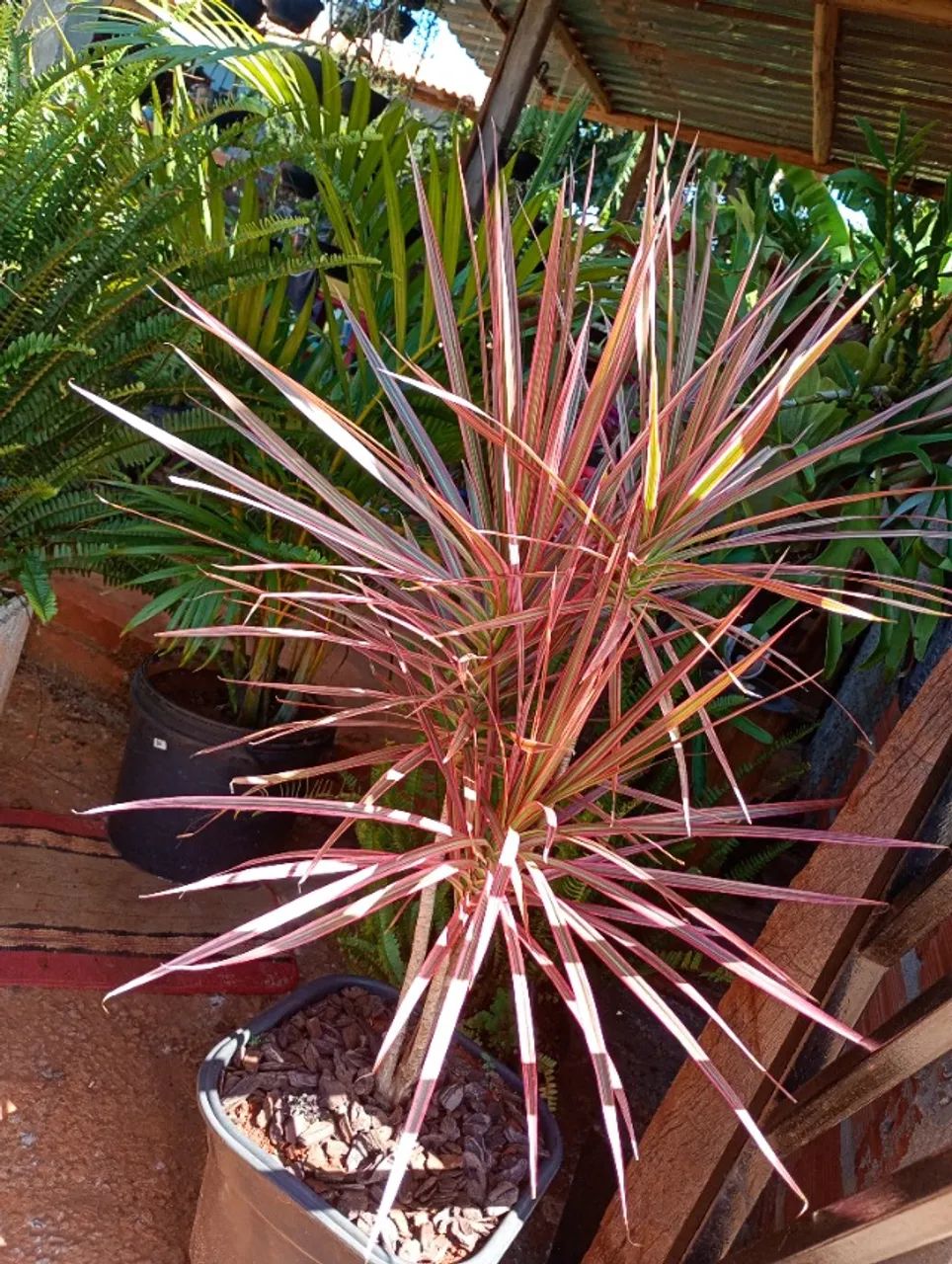 Mudas dracenas - Foto 4
