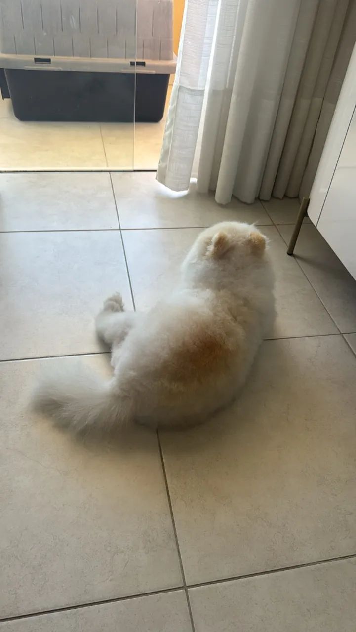 Doa-se Spitz Alemão macho - Foto 3