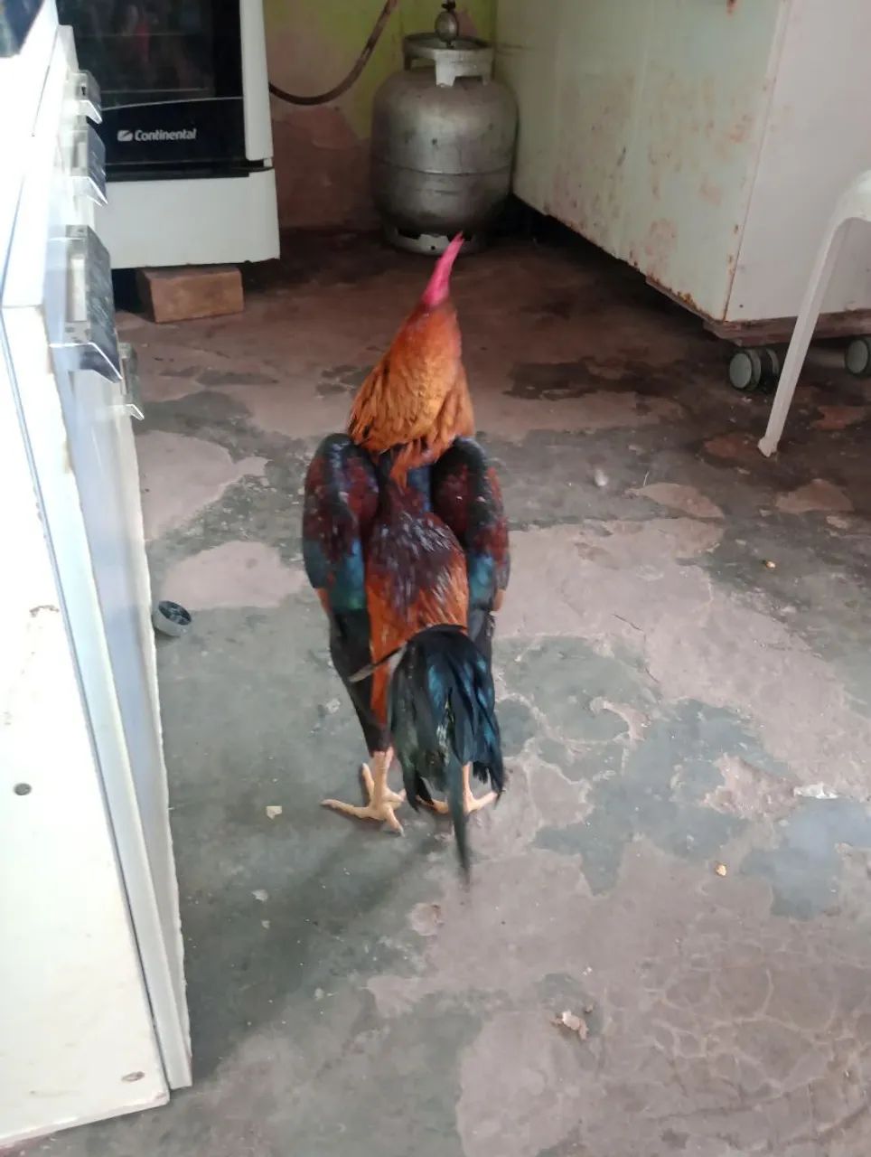 Galo - Foto 5