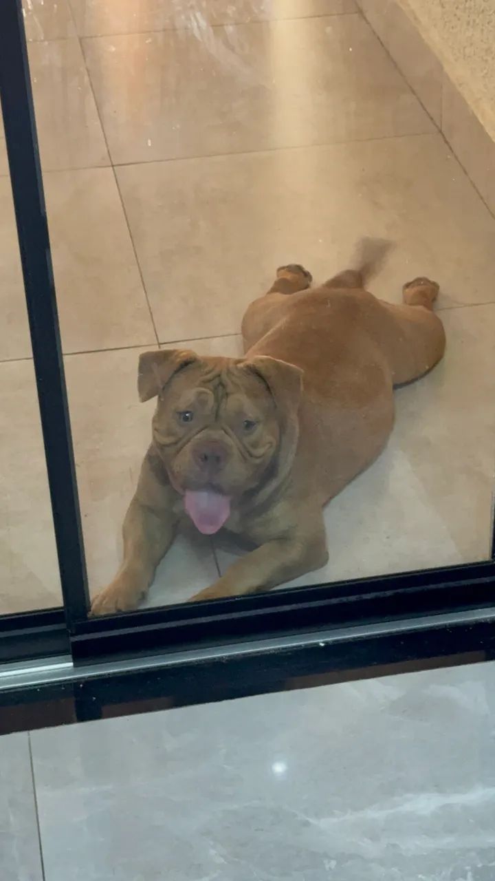 American Bully Fêmea  - Foto 3