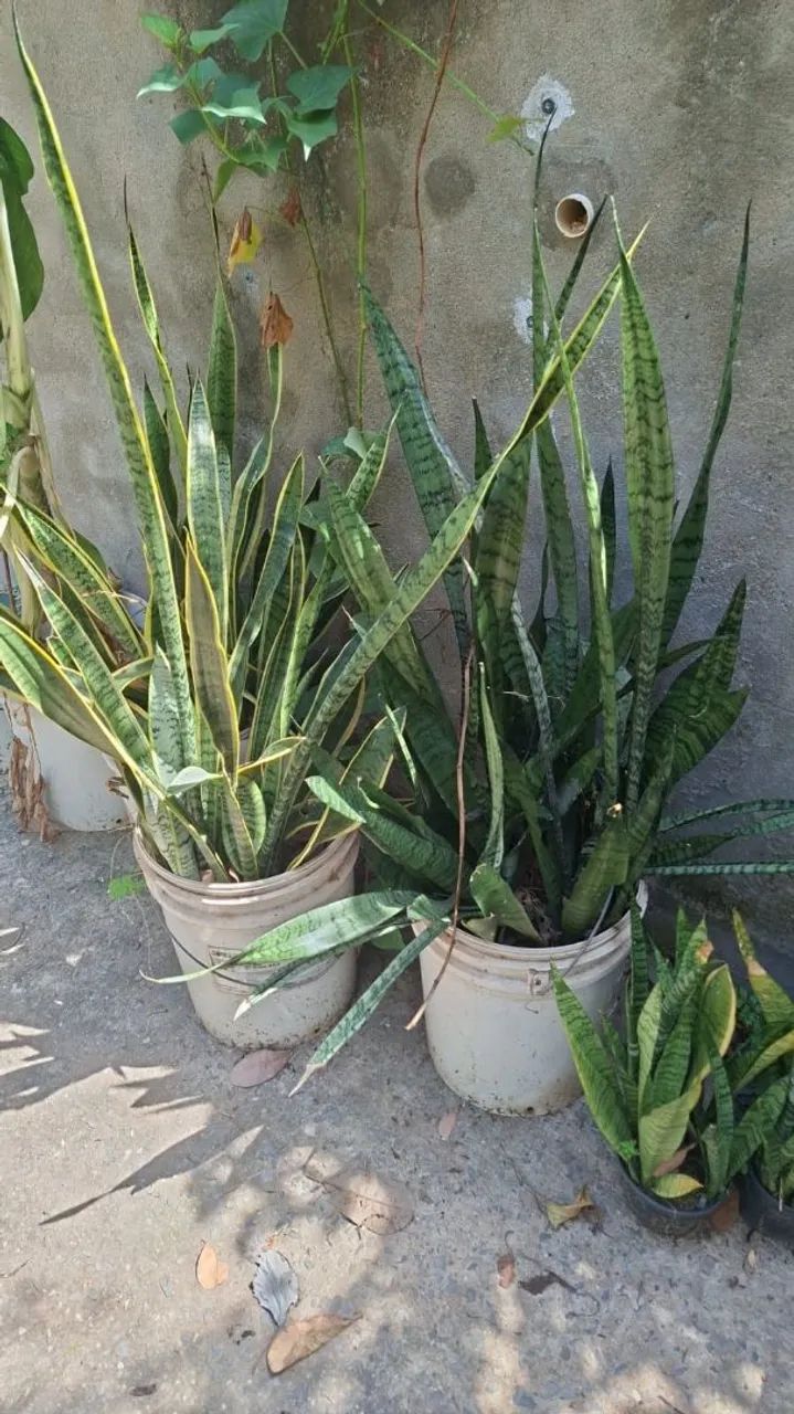 Mudas de Espada de São Jorge