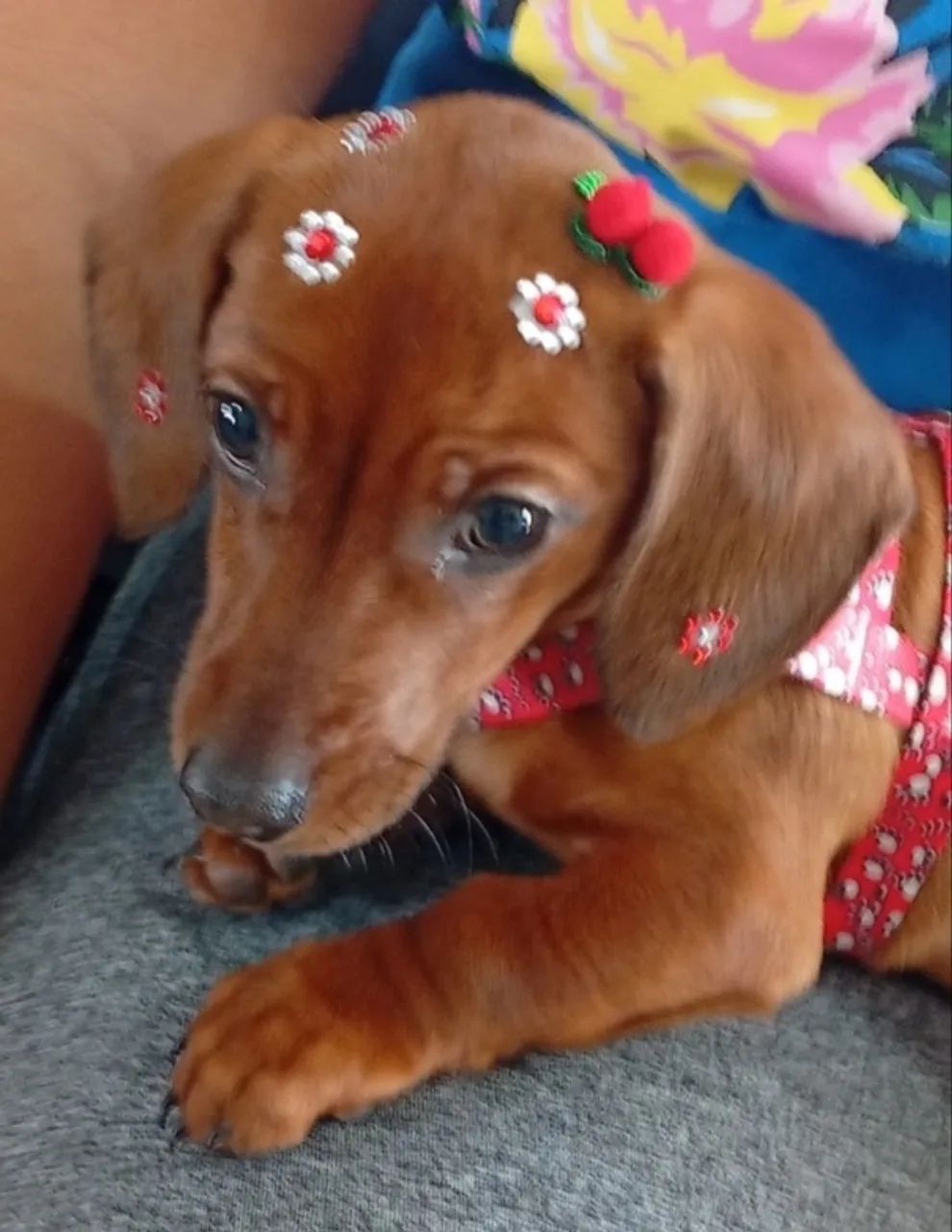 Cachorro 