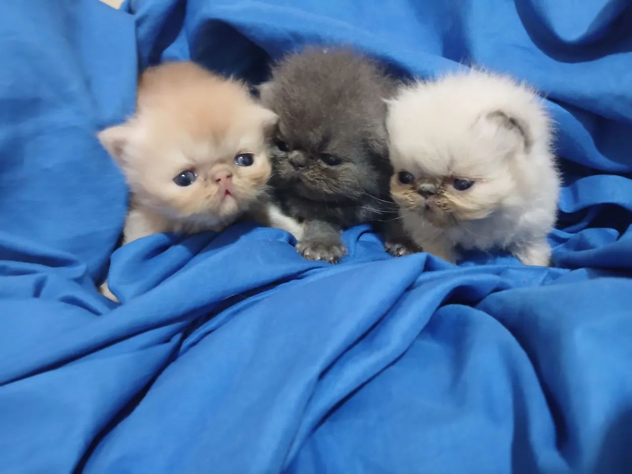 Gato persa 