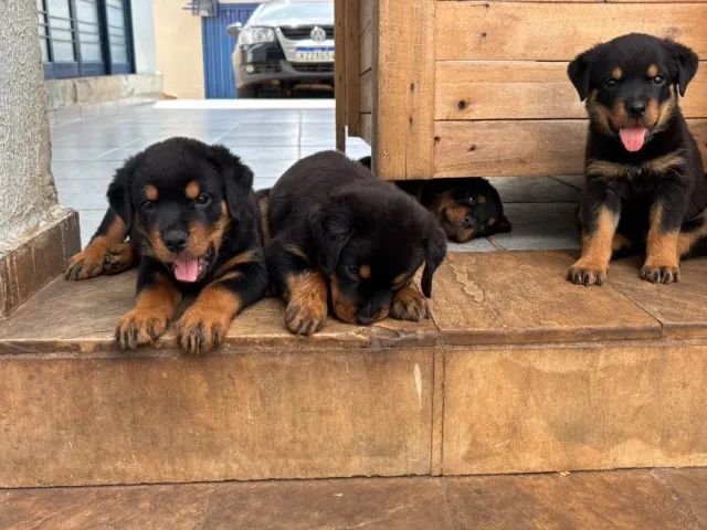 ROTTWEILER PURO  - Foto 2