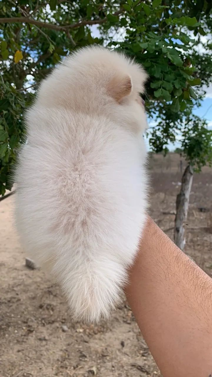Spitz alemão  - Foto 2