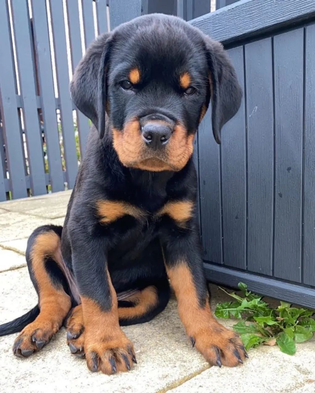 Filhotes de Rottweiler | Mais carinho, mais alegria!