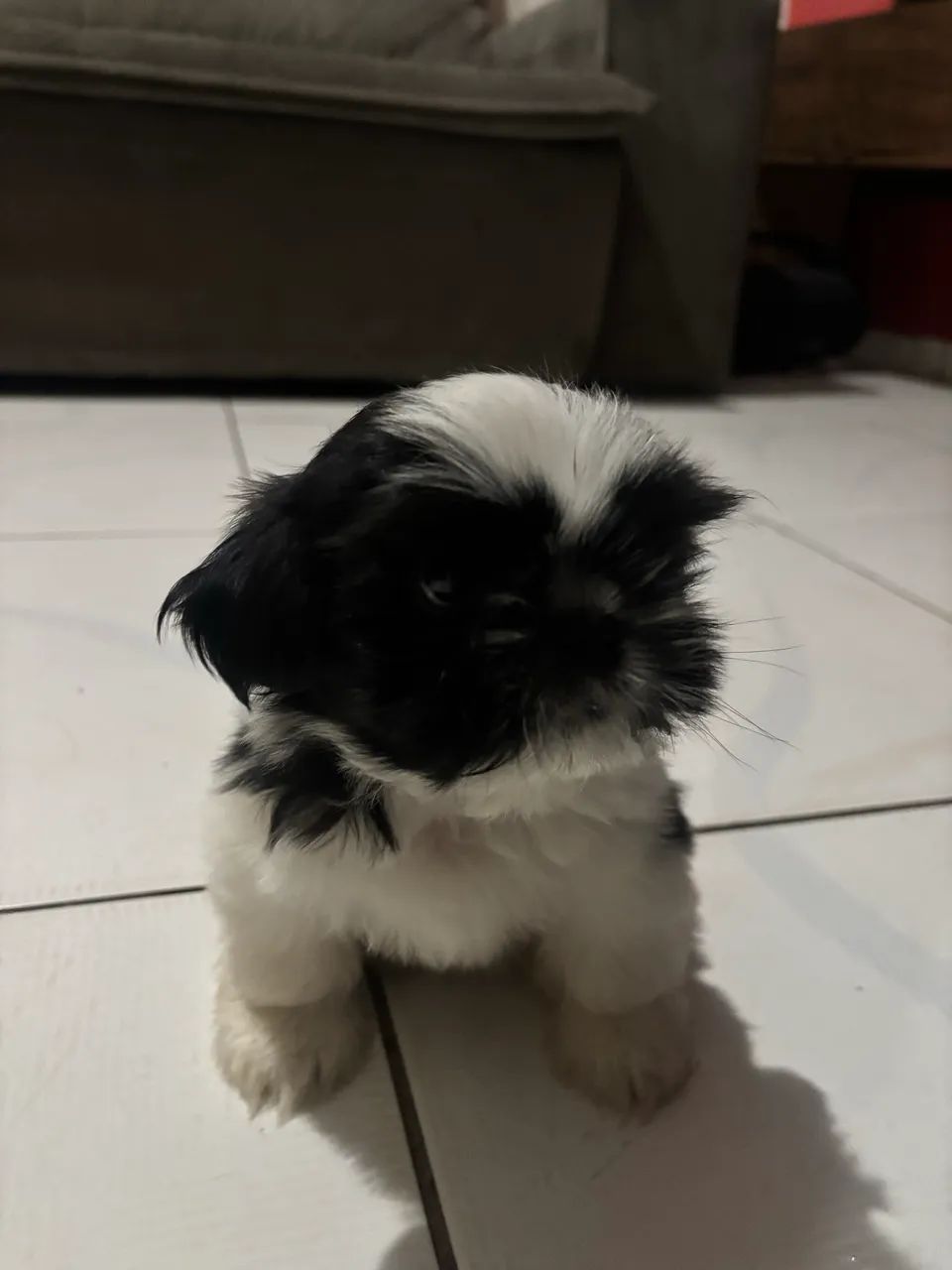 Shitzu 