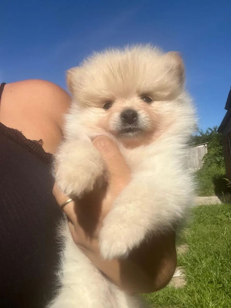 ? Lulu da Pomerânia legítimo - fofura garantida! - Foto 3