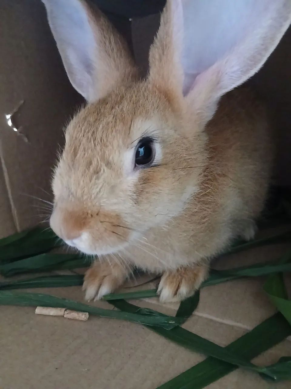 Vende-se Coelho novo e dócil. - Foto 3