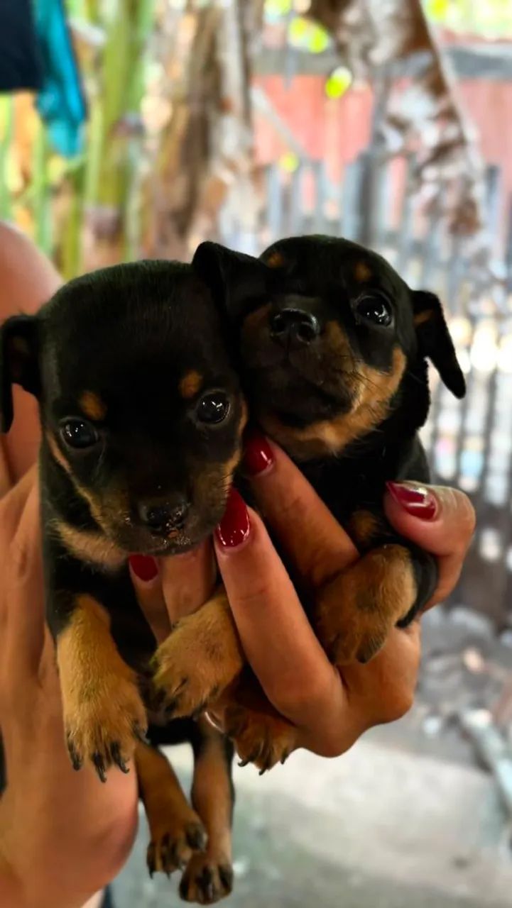 Pinscher 2