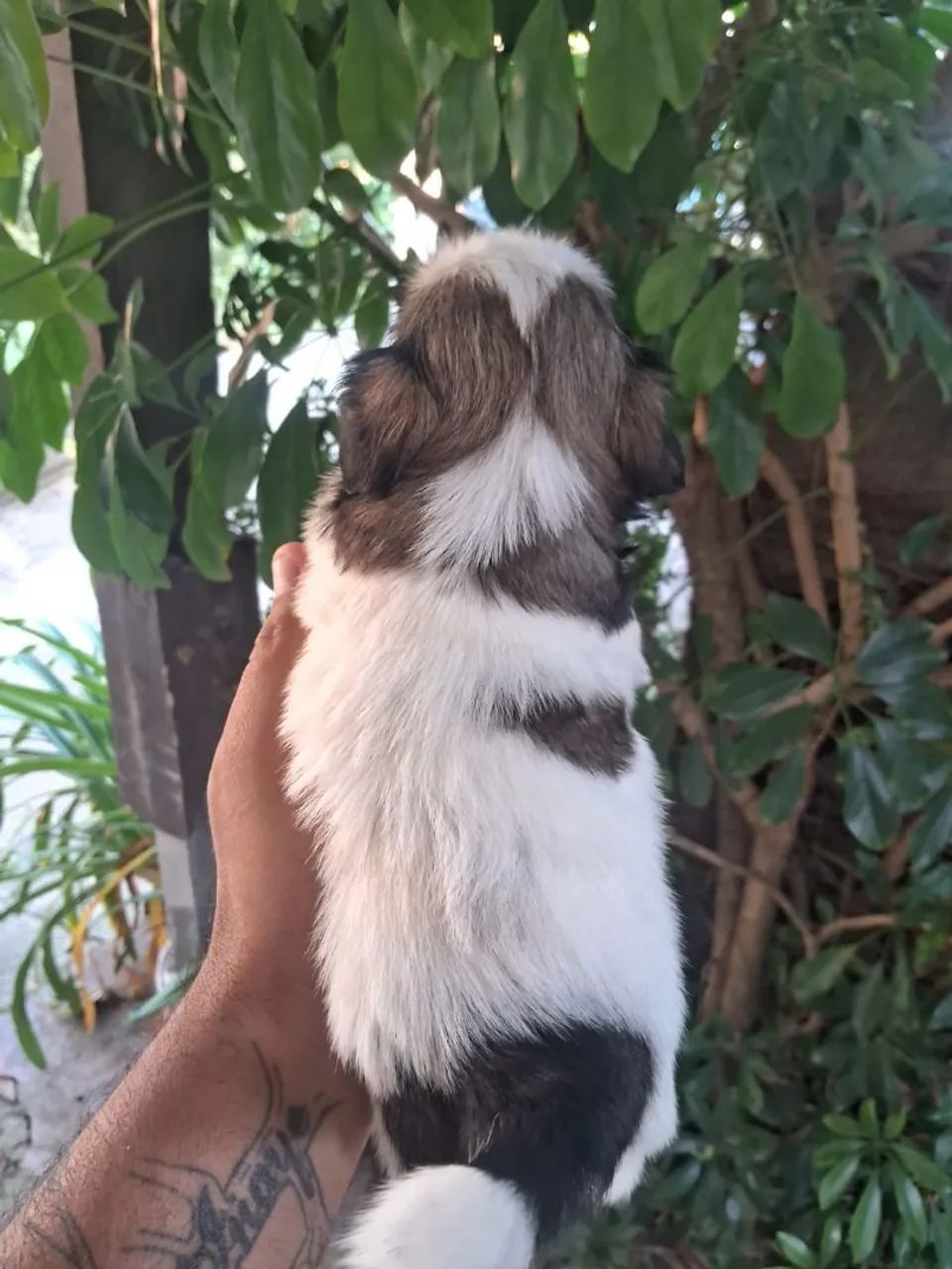 Cachorro  shituzu $ 900 - Foto 3