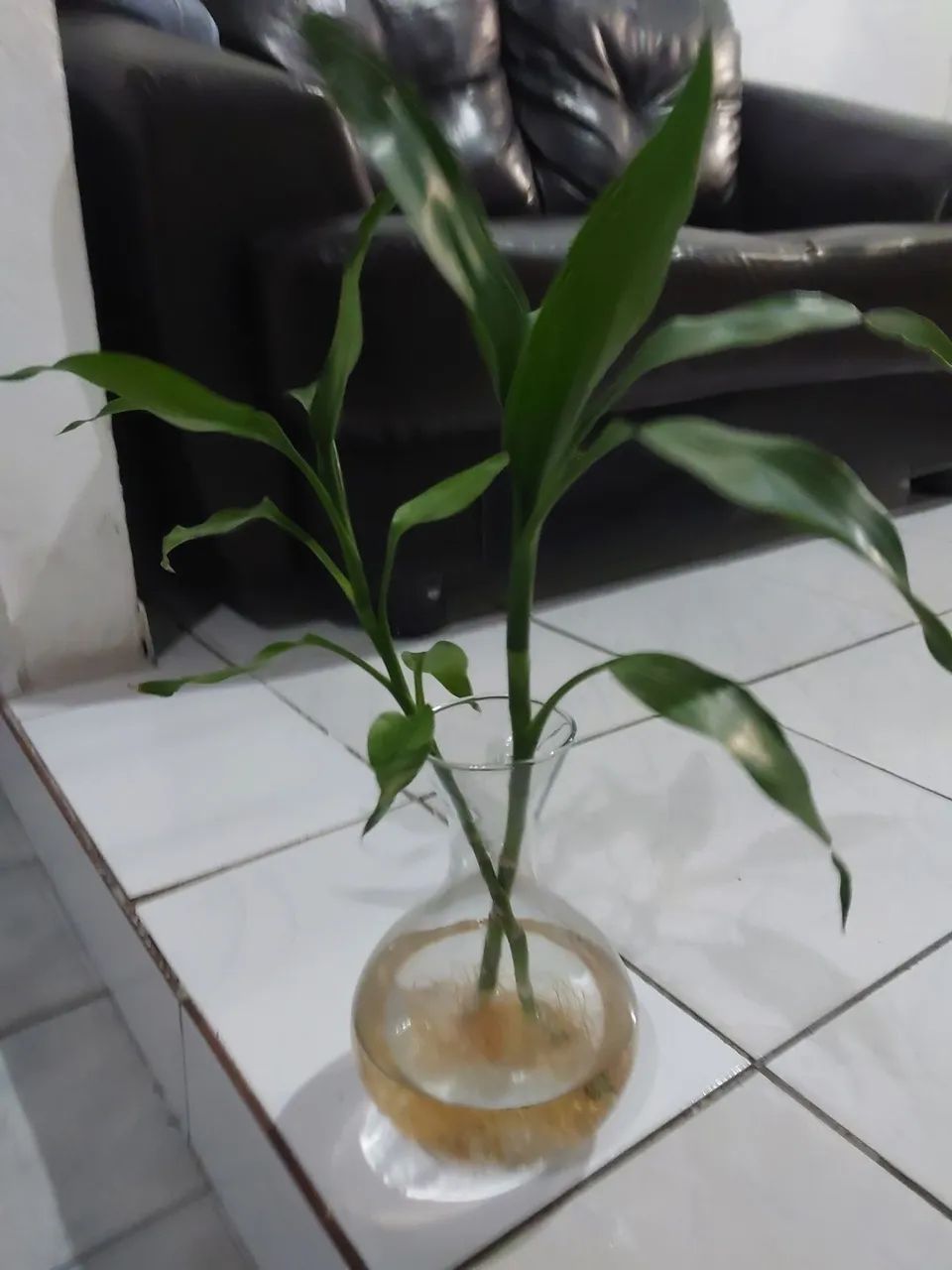 Bambu da sorte (apenas haste) - Foto 4