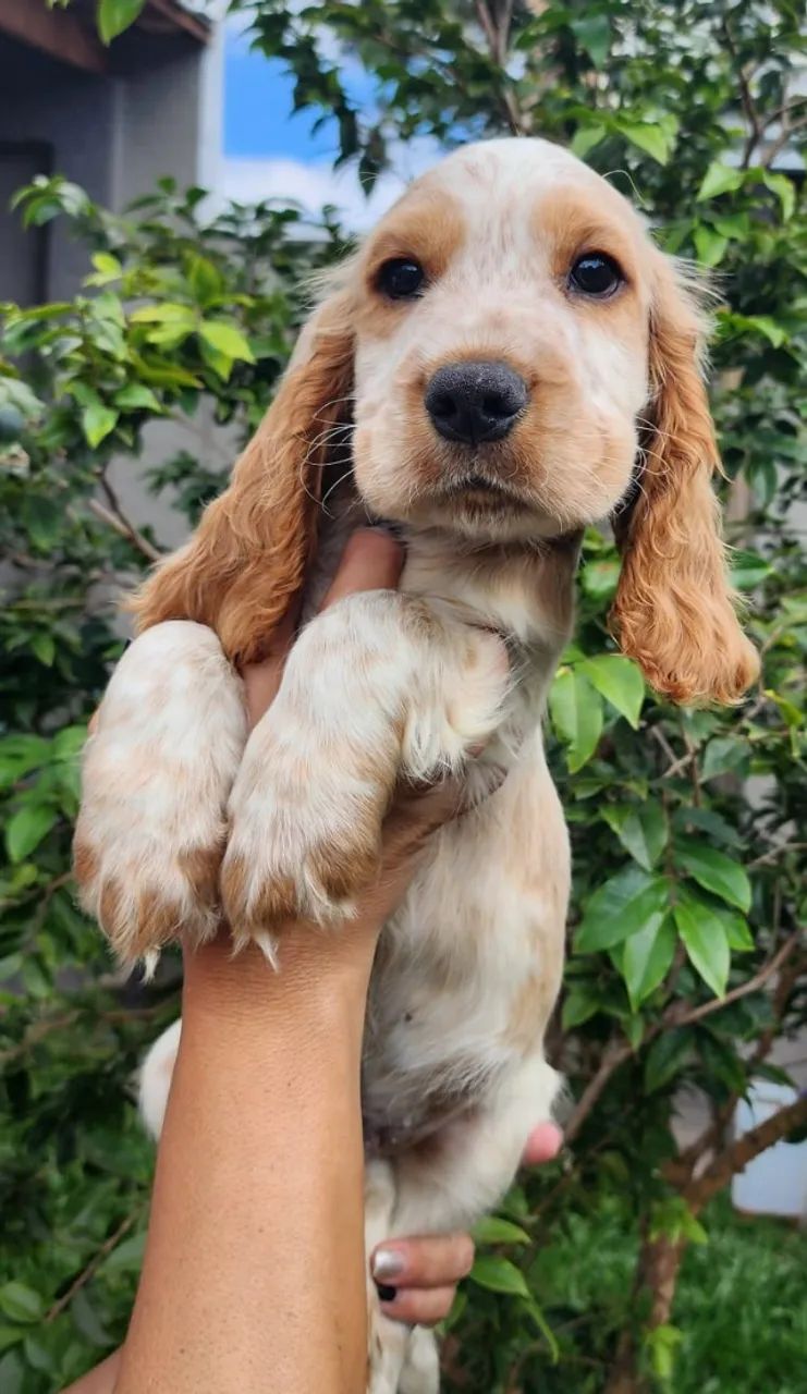 Cocker - Machos e Fêmeas a Disponíveis! 