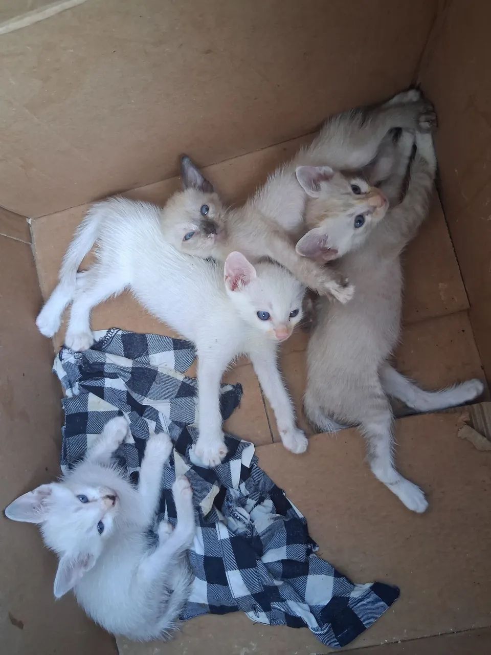 Animais  - Foto 2