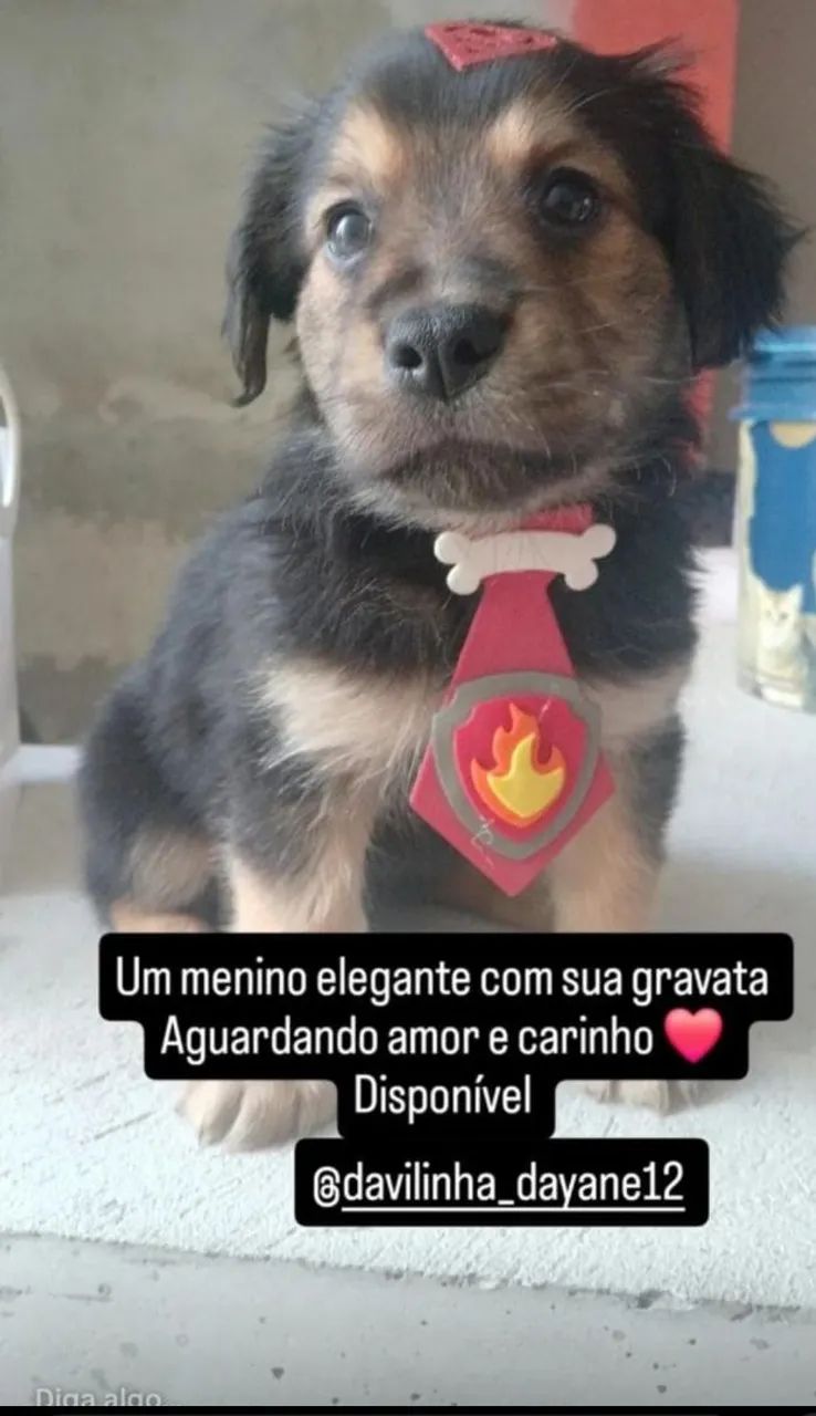 Doação de 3 filhotes 