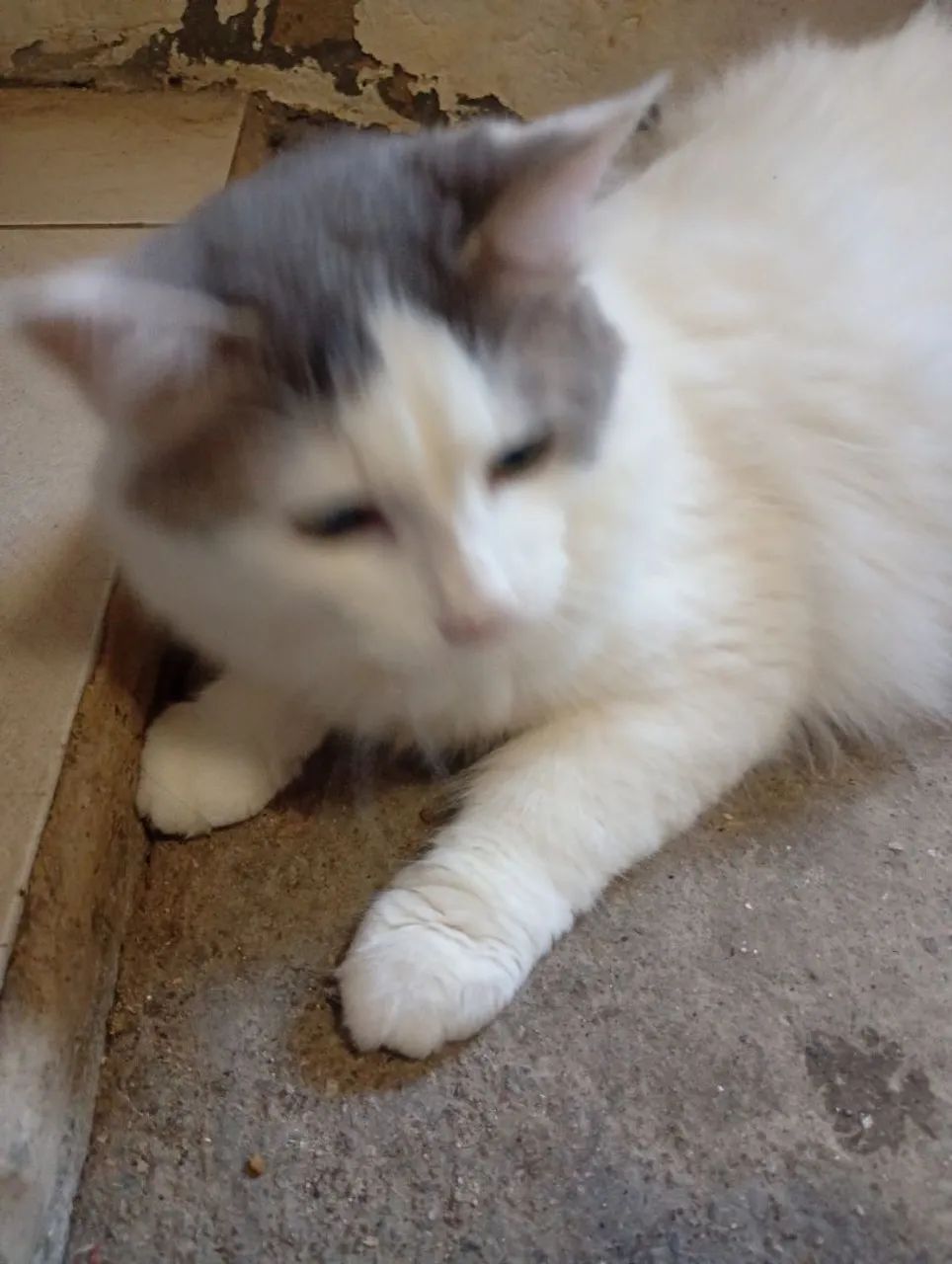 Gato macho