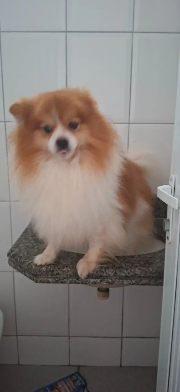 Cachorro