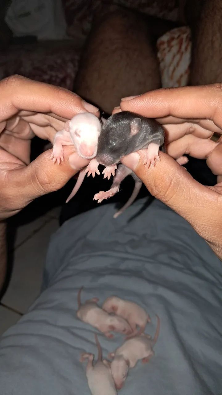 Ratinhos twister para adoção responsável  - Foto 5