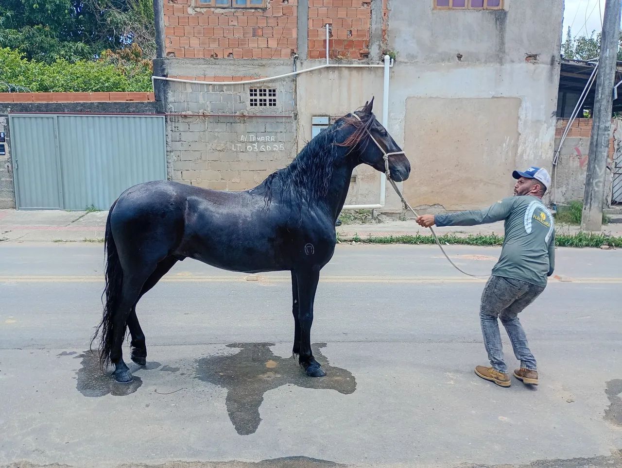 Vende-se mangalarga machado registrado 