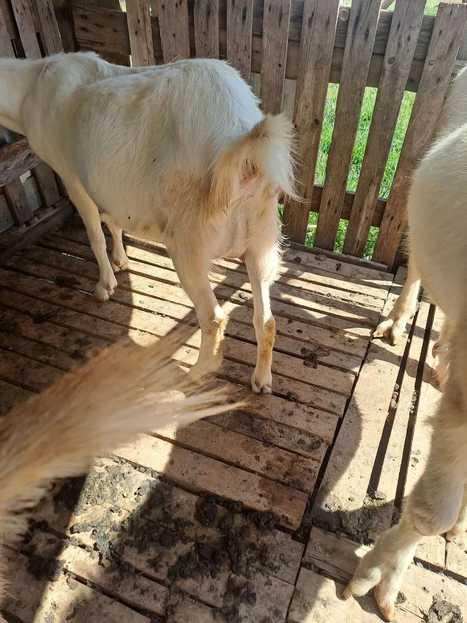 Cabras - Foto 2