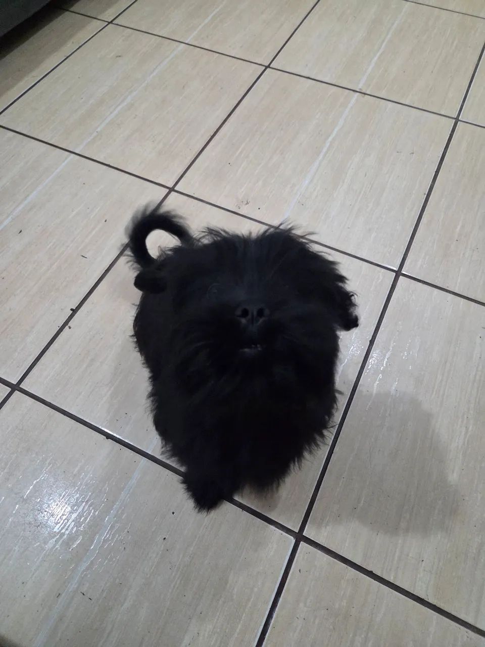 Shitzu preto macho 2 meses - Foto 2