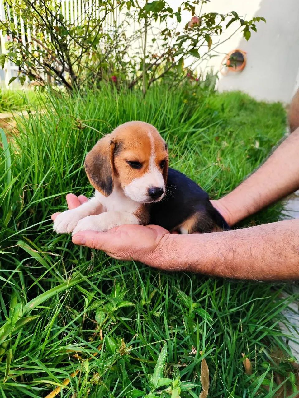 Beagle macho - Foto 2