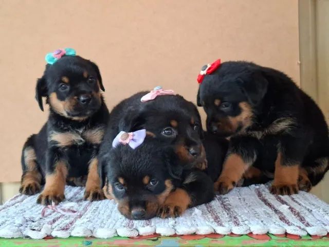 cachorro - Foto 4
