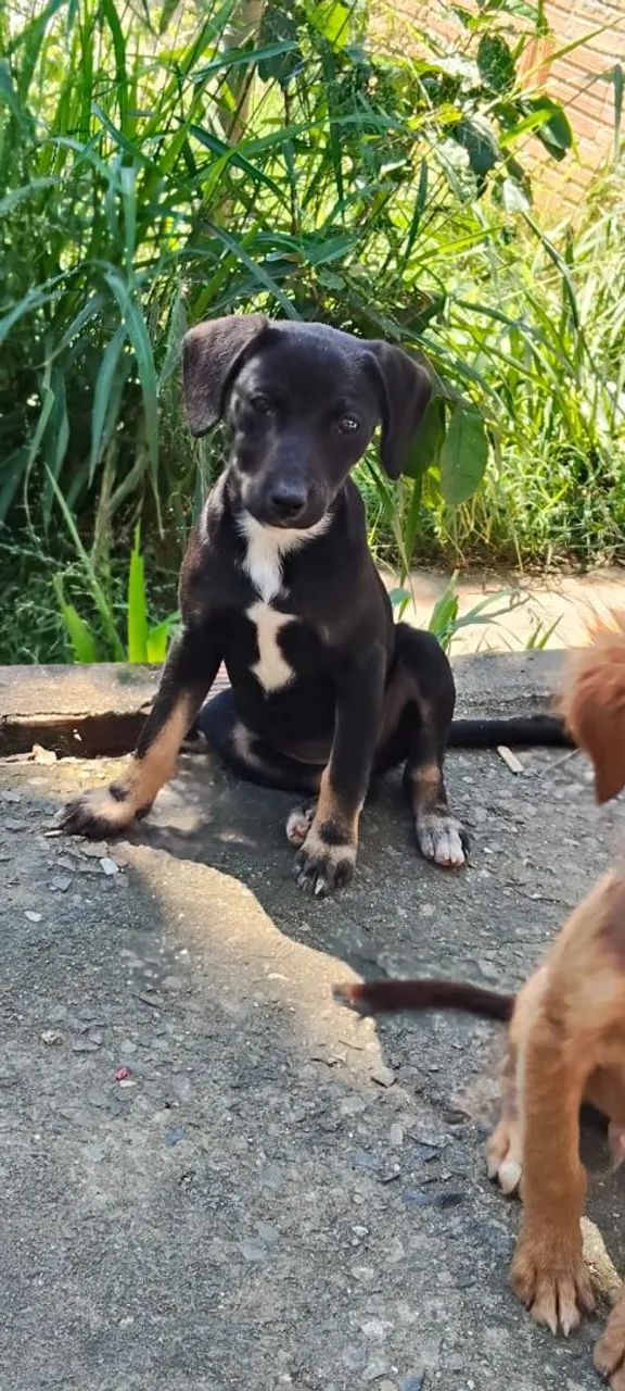 Doação de cachorro  - Foto 2