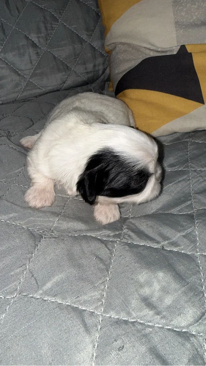 Shitzu - Foto 2