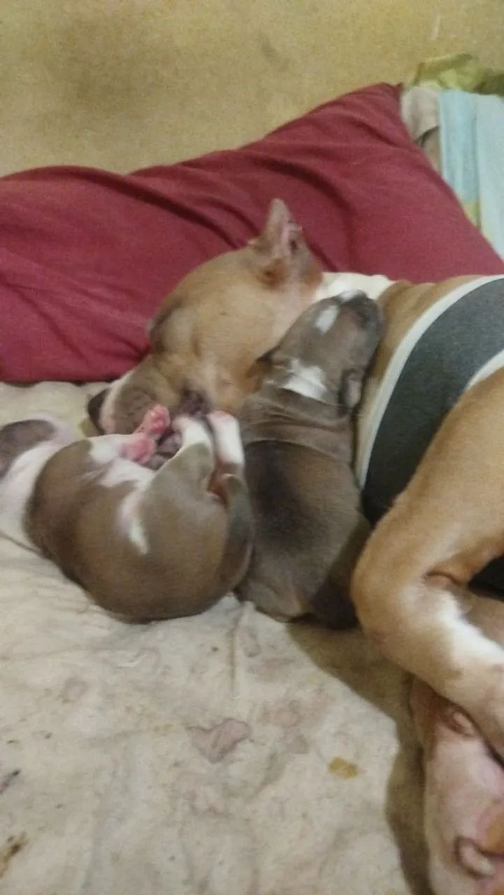American Bully disponíveis  - Foto 3