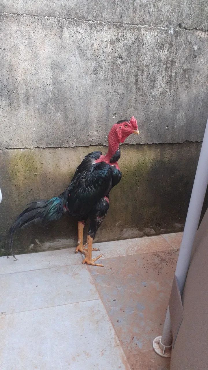 Polaco mandagascar puro - Foto 3