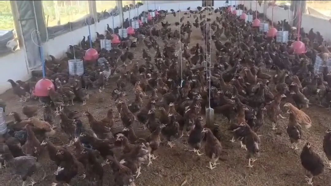 Distribuidor de Aves de 1 dia - Foto 3