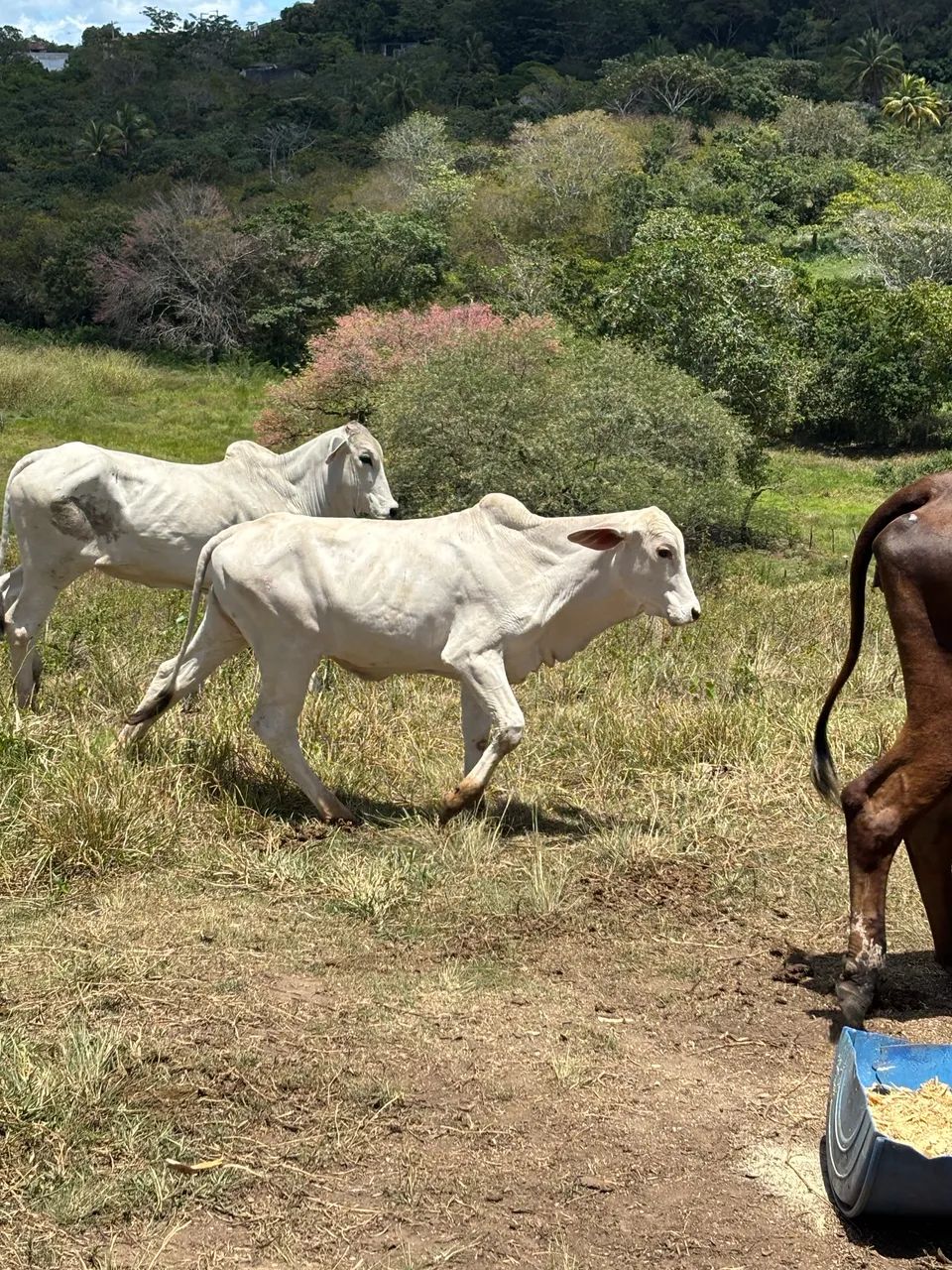 Bezerros 
